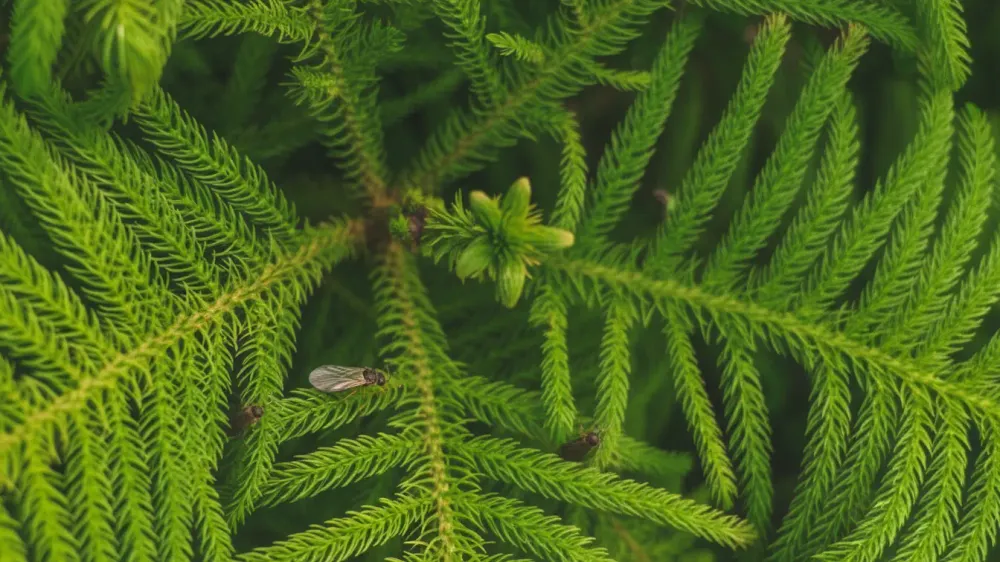 روش‌های مؤثر برای از بین بردن پشه ریز گلدان کاج مطبق