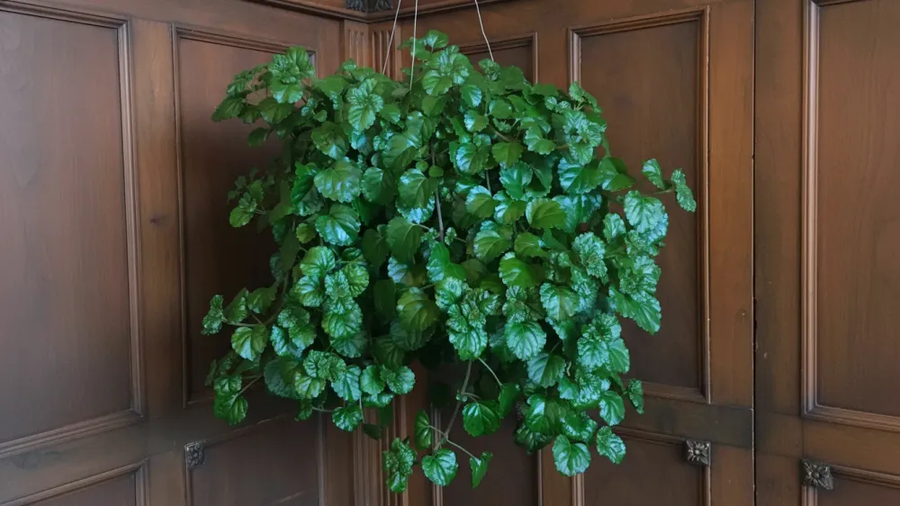 چگونه پیچک سوئدی را به صورت آویزی پرورش دهیم؟