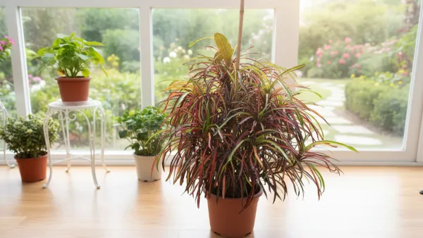 رازهای حرفه‌ای برای انفجار رشد و پرپشتی کروتون رشته‌ای