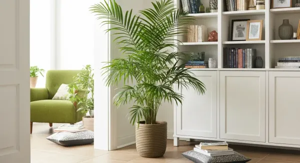 نگهداری نخل اریکا در آپارتمان با دانستن این چند نکته