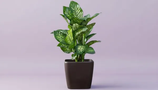 علت پژمردگی ناگهانی برگ‌های دیفن باخیا چیست؟