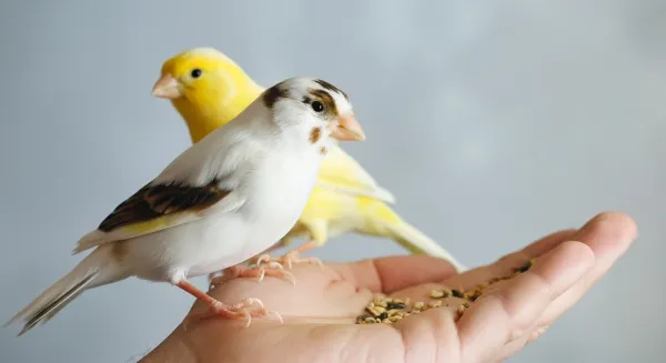 نشانه‌های بیماری پرخوری در قناری