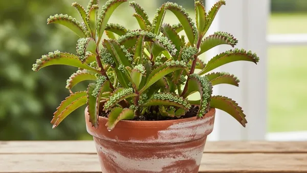 راز‌های پرورش، نگهداری و تکثیر گیاه اشک تمساح.