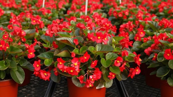 قلمه‌گیری و ریشه‌زایی بگونیا عروس